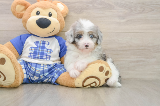 HOUDINI, a Mini Aussiedoodle littermate
