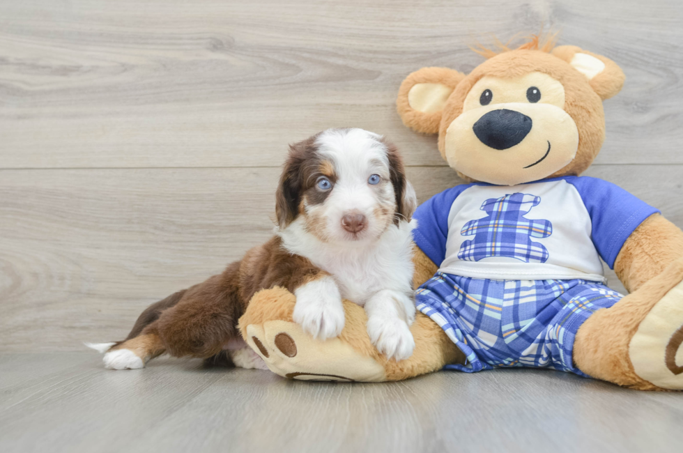 6 week old Mini Aussiedoodle Puppy For Sale - Fairfield Furbabies
