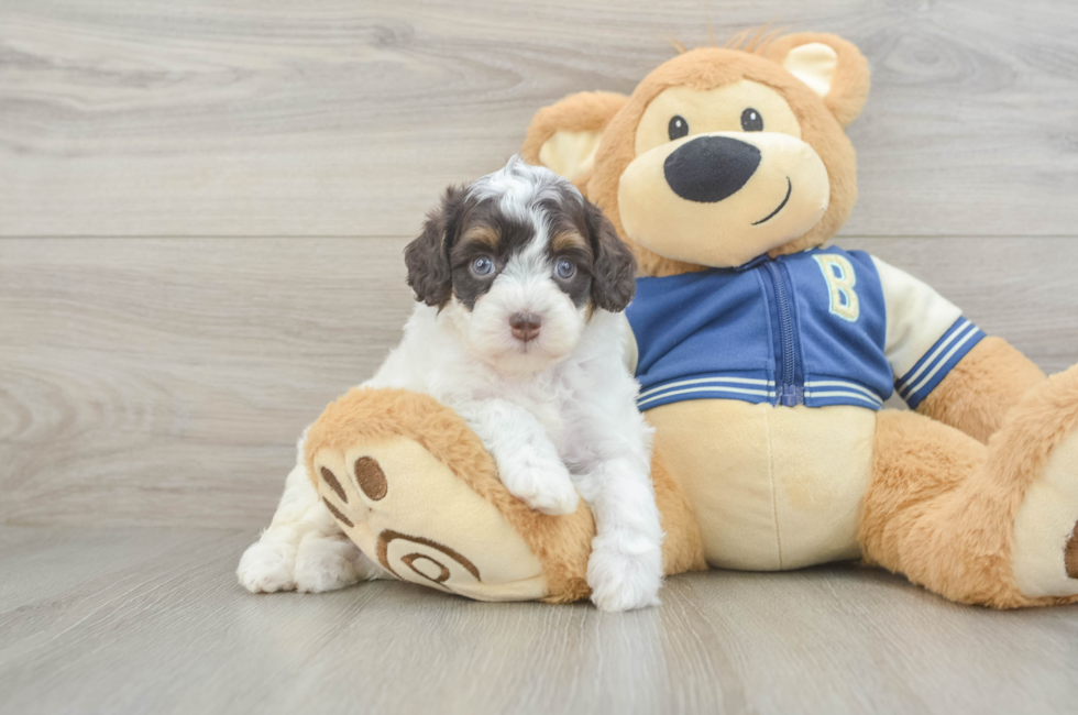 5 week old Mini Aussiedoodle Puppy For Sale - Fairfield Furbabies