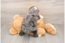 Petite Mini Aussiedoodle Poodle Mix Pup
