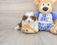 8 week old Mini Aussiedoodle Puppy For Sale - Fairfield Furbabies