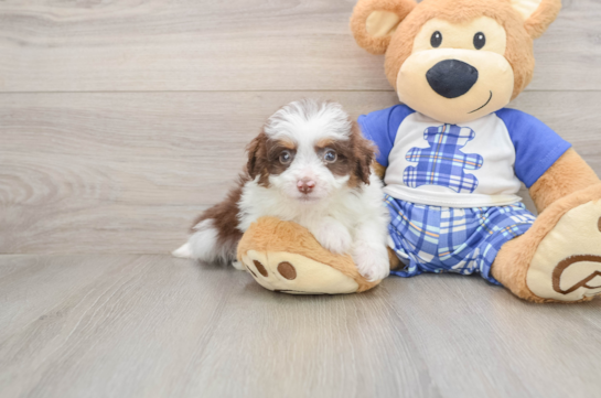 Mini Aussiedoodle Puppy for Adoption