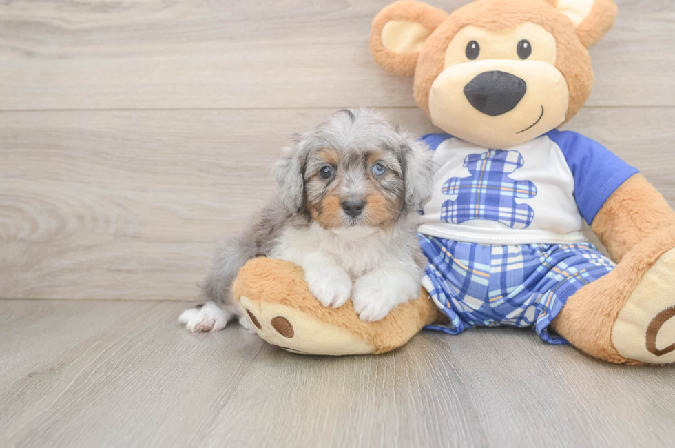 8 week old Mini Aussiedoodle Puppy For Sale - Fairfield Furbabies