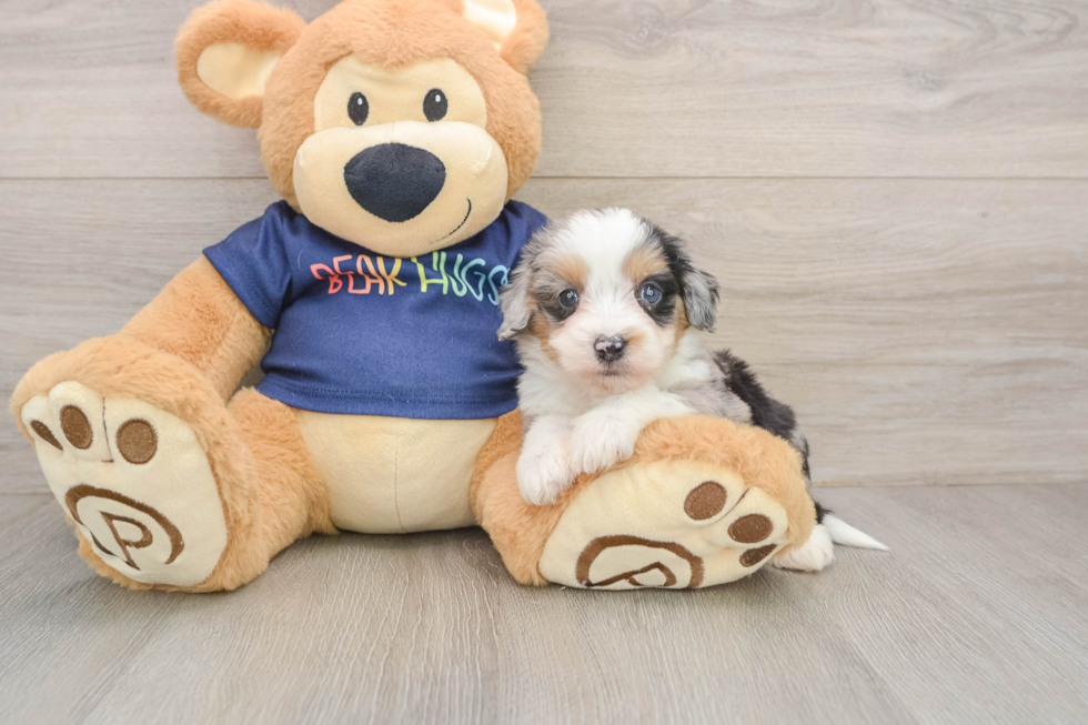 Mini Aussiedoodle Puppy for Adoption