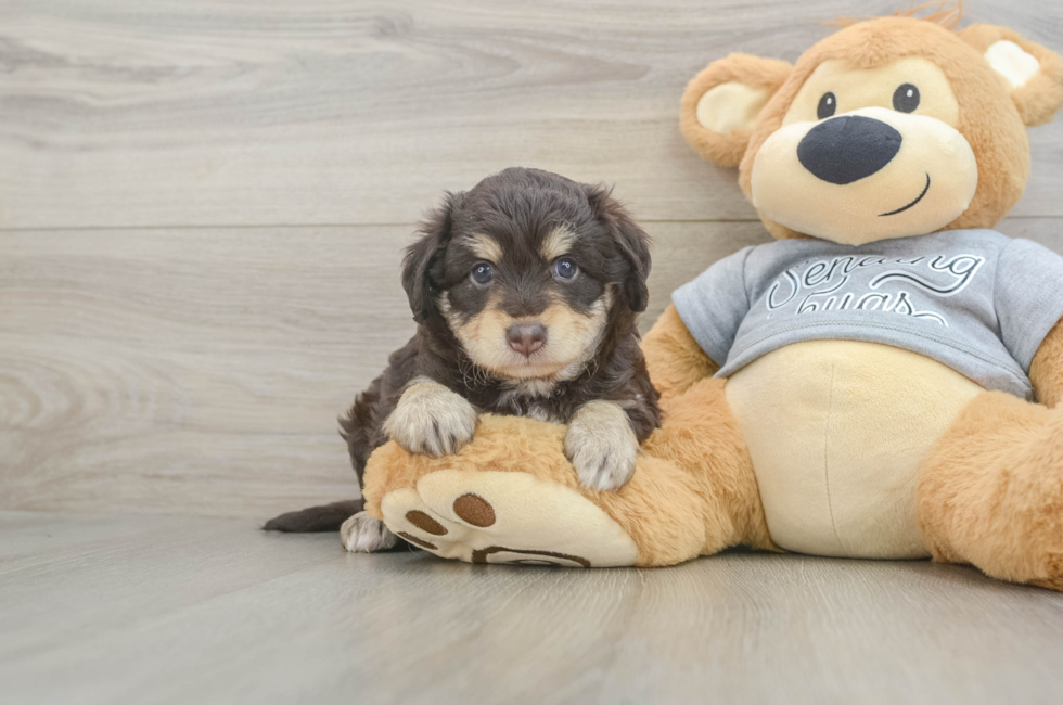 6 week old Mini Aussiedoodle Puppy For Sale - Fairfield Furbabies