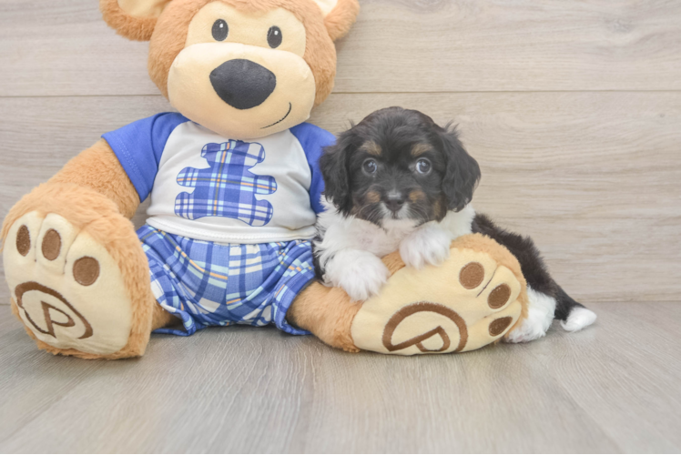 Petite Mini Aussiedoodle Poodle Mix Pup