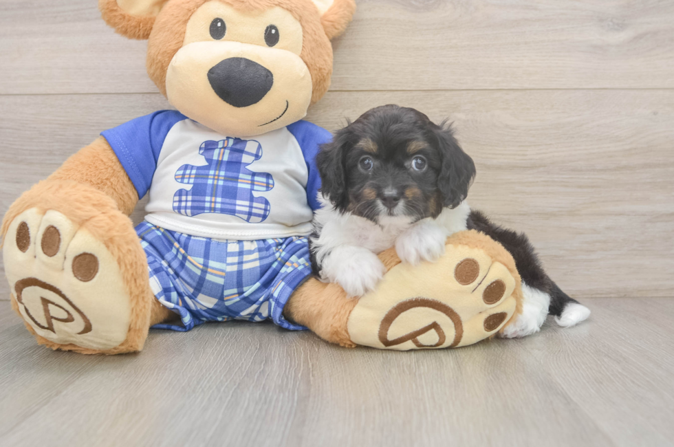 7 week old Mini Aussiedoodle Puppy For Sale - Fairfield Furbabies