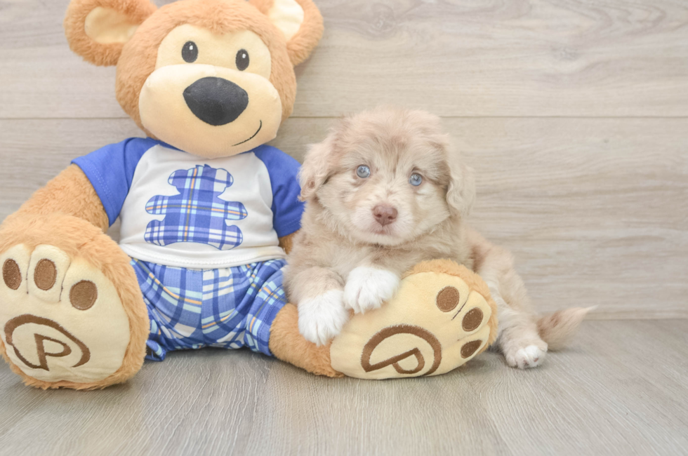 7 week old Mini Aussiedoodle Puppy For Sale - Fairfield Furbabies