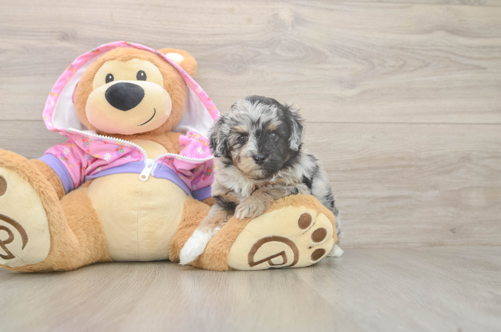5 week old Mini Aussiedoodle Puppy For Sale - Fairfield Furbabies