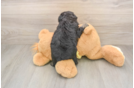 Mini Aussiedoodle Puppy for Adoption