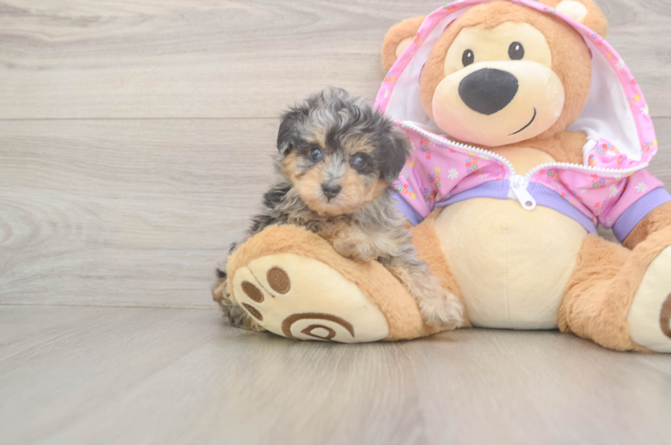 5 week old Mini Aussiedoodle Puppy For Sale - Fairfield Furbabies