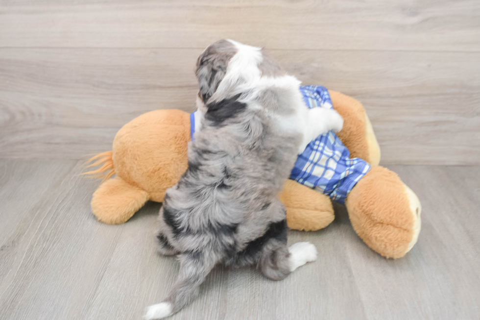 Best Mini Aussiedoodle Baby