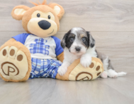 9 week old Mini Aussiedoodle Puppy For Sale - Fairfield Furbabies