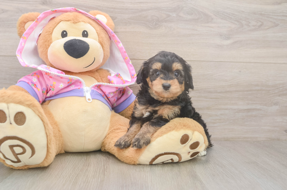 5 week old Mini Aussiedoodle Puppy For Sale - Fairfield Furbabies