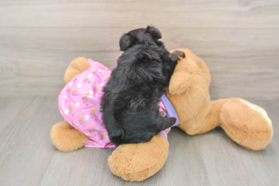 Little Mini Aussiepoo Poodle Mix Puppy