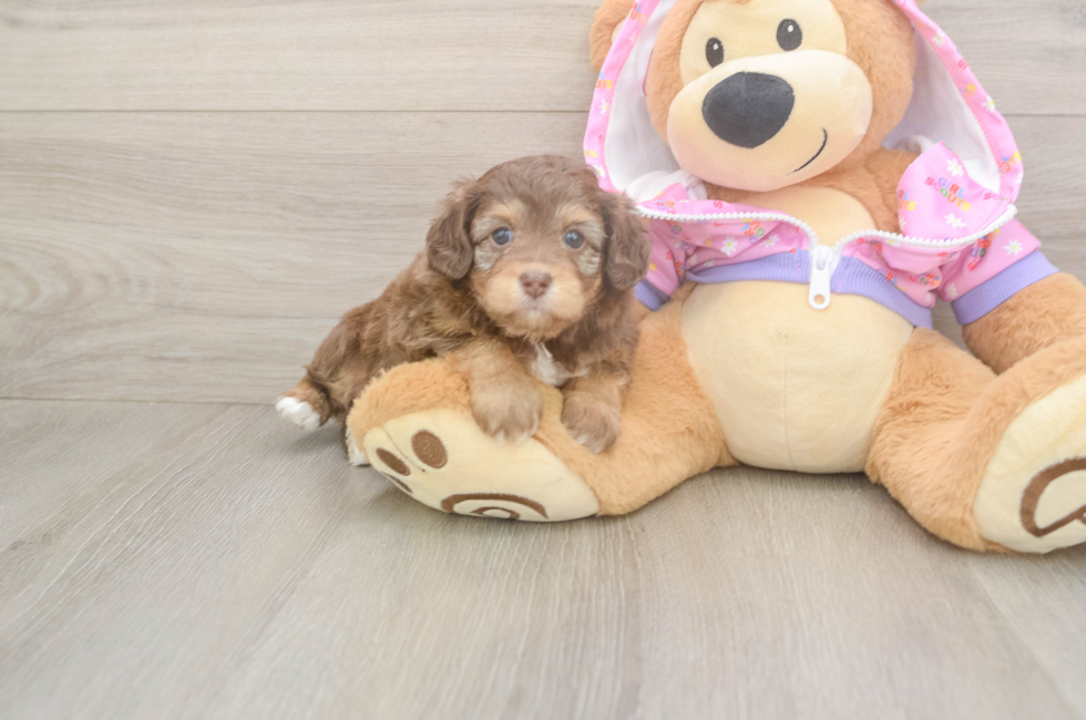5 week old Mini Aussiedoodle Puppy For Sale - Fairfield Furbabies