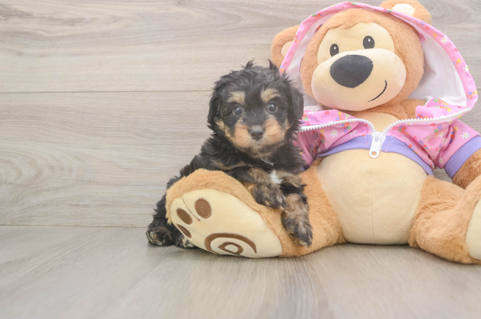 5 week old Mini Aussiedoodle Puppy For Sale - Fairfield Furbabies