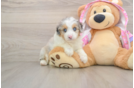 Mini Aussiedoodle Puppy for Adoption