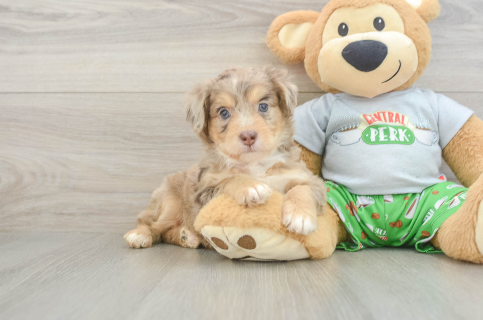 7 week old Mini Aussiedoodle Puppy For Sale - Fairfield Furbabies