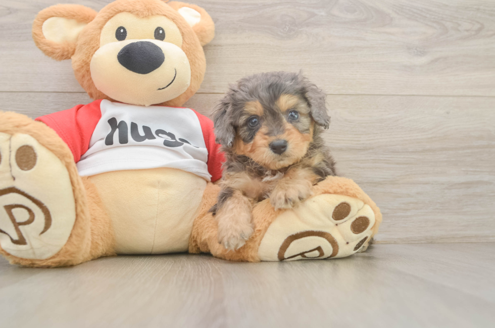 5 week old Mini Aussiedoodle Puppy For Sale - Fairfield Furbabies