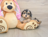 8 week old Mini Aussiedoodle Puppy For Sale - Fairfield Furbabies