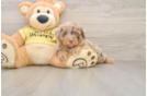 Best Mini Aussiedoodle Baby