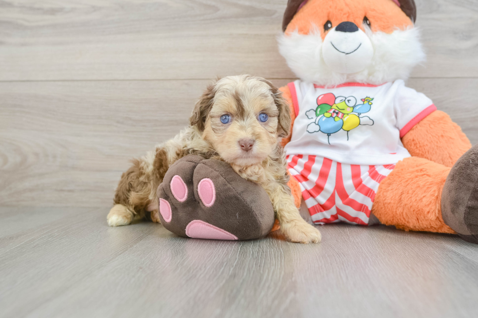 Smart Mini Aussiedoodle Poodle Mix Pup