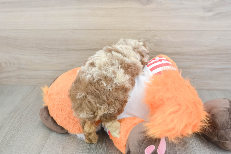 Mini Aussiedoodle Pup Being Cute