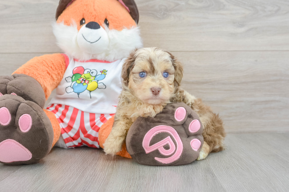 Adorable Mini Australian Shepherd X Poodle Mix Poodle Mix Puppy