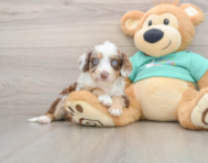 7 week old Mini Aussiedoodle Puppy For Sale - Fairfield Furbabies