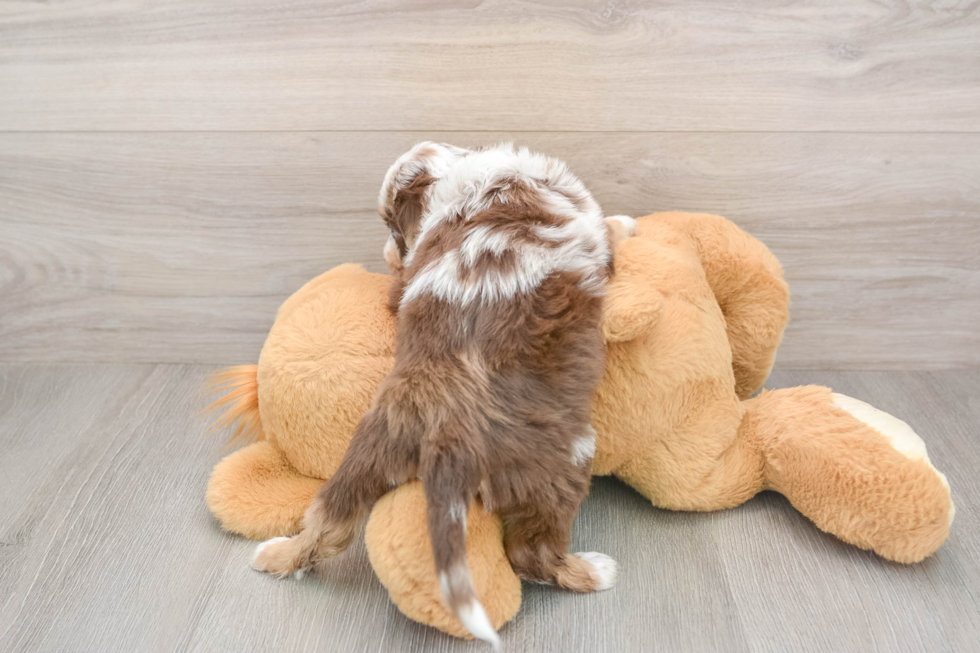 Energetic Aussie Poo Poodle Mix Puppy