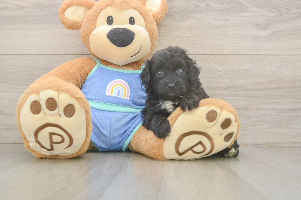 6 week old Mini Aussiedoodle Puppy For Sale - Fairfield Furbabies