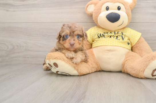 Small Mini Aussiedoodle Baby
