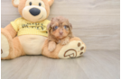 Mini Aussiedoodle Puppy for Adoption