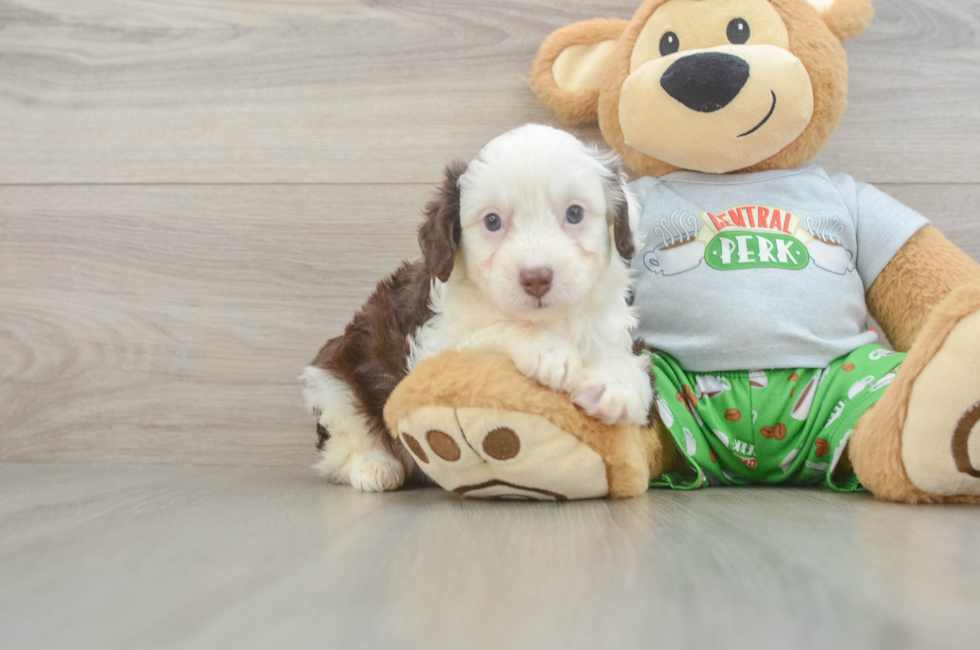7 week old Mini Aussiedoodle Puppy For Sale - Fairfield Furbabies