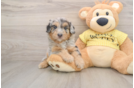 Best Mini Aussiedoodle Baby