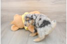 Funny Mini Aussiedoodle Poodle Mix Pup
