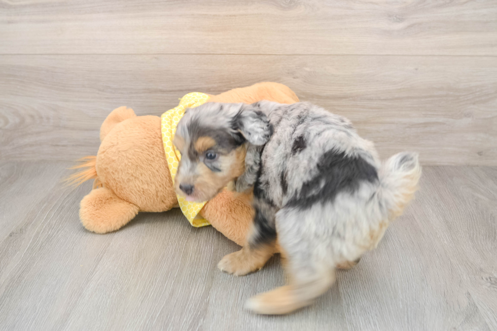 Funny Mini Aussiedoodle Poodle Mix Pup