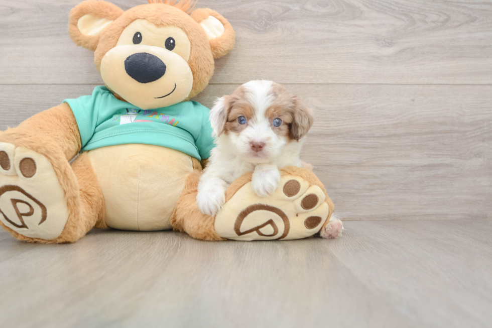 Smart Mini Aussiedoodle Poodle Mix Pup