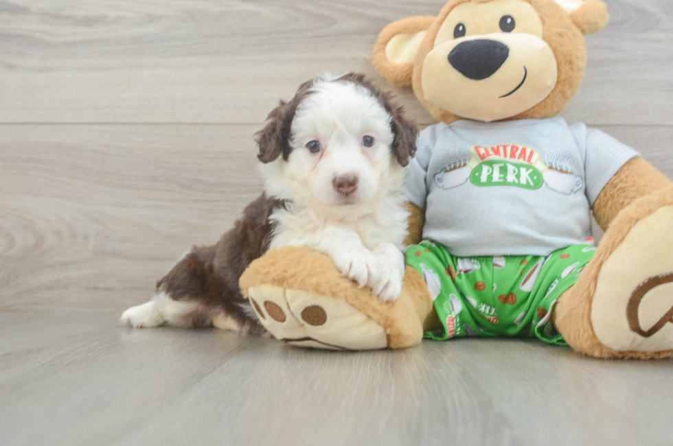 7 week old Mini Aussiedoodle Puppy For Sale - Fairfield Furbabies