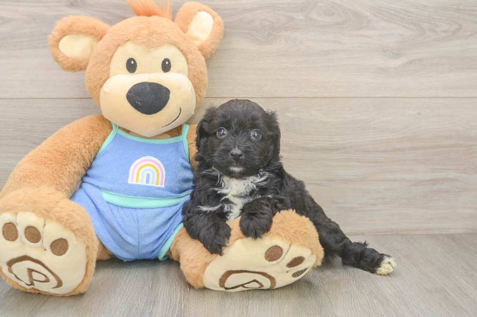 6 week old Mini Aussiedoodle Puppy For Sale - Fairfield Furbabies