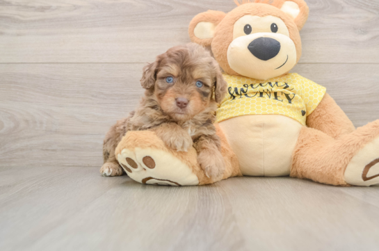 Smart Mini Aussiedoodle Poodle Mix Pup