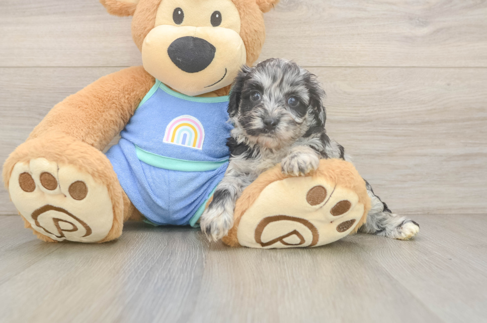 6 week old Mini Aussiedoodle Puppy For Sale - Fairfield Furbabies