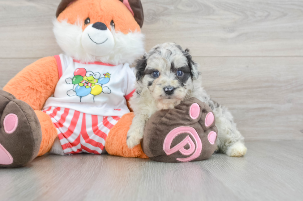 6 week old Mini Aussiedoodle Puppy For Sale - Fairfield Furbabies