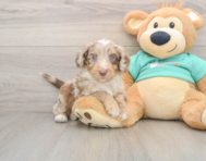 7 week old Mini Aussiedoodle Puppy For Sale - Fairfield Furbabies