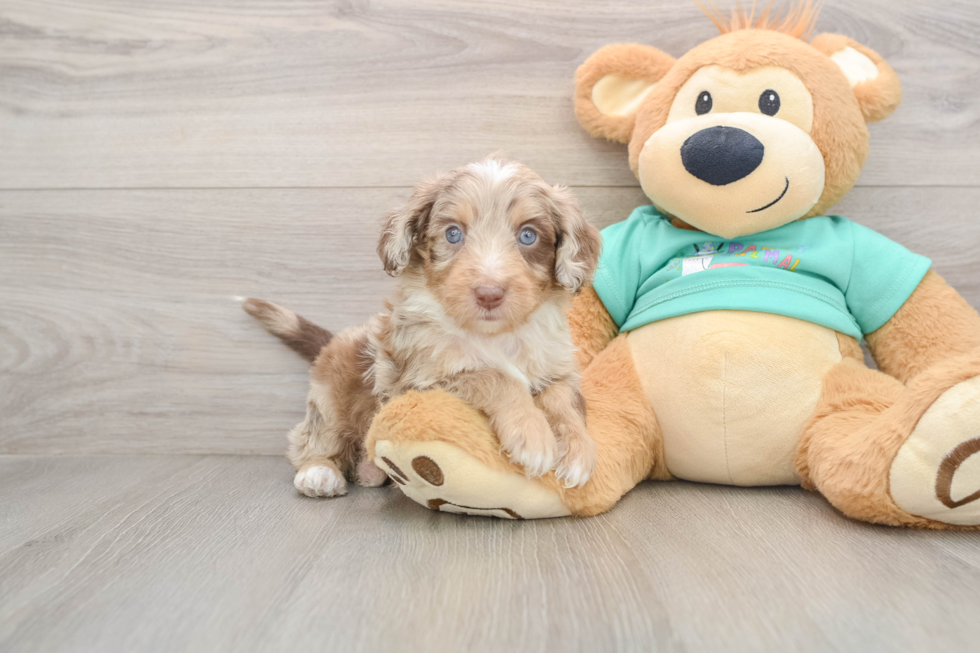 Mini Aussiedoodle Pup Being Cute