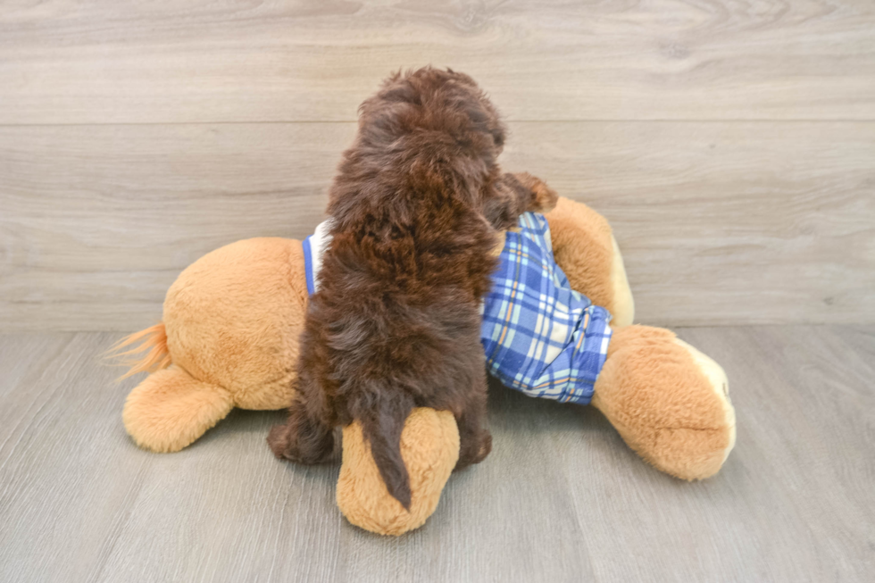 Mini Aussiedoodle Puppy for Adoption