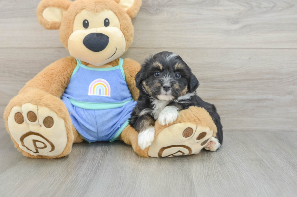 5 week old Mini Aussiedoodle Puppy For Sale - Fairfield Furbabies