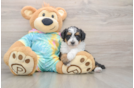 Mini Aussiedoodle Puppy for Adoption