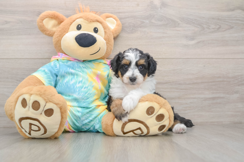 Mini Aussiedoodle Puppy for Adoption